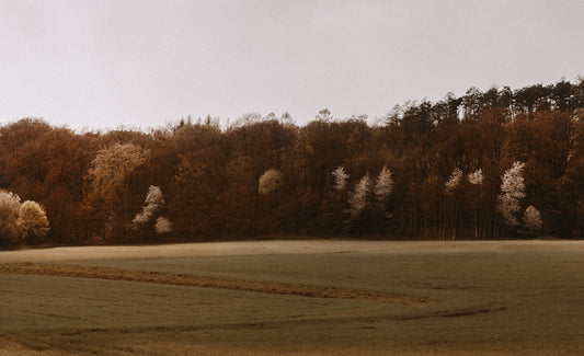 brown trees on brown field during daytime
