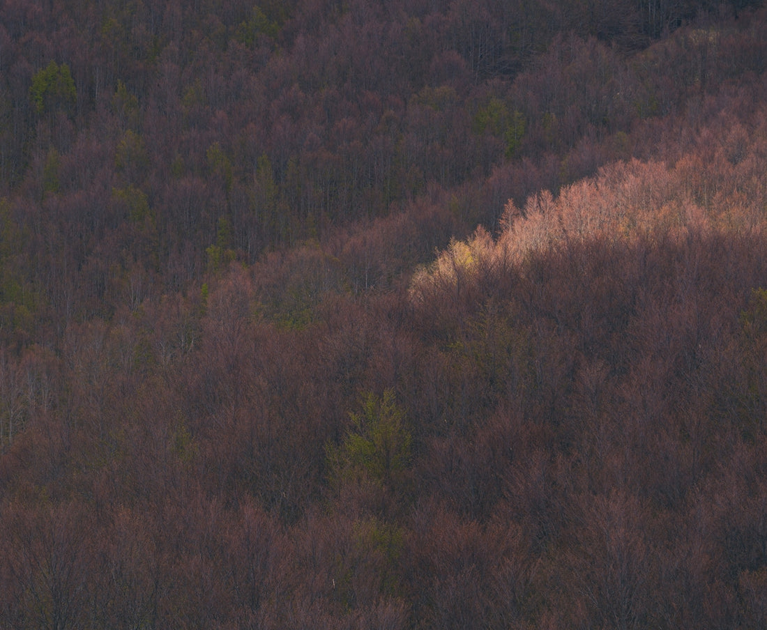 green and brown trees during daytime