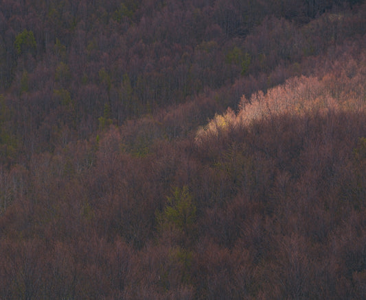 green and brown trees during daytime