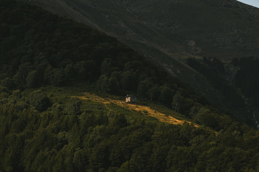 green trees on mountain during daytime