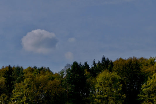green trees under gray clouds