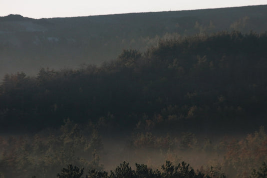 a bird flying over a forest filled with trees