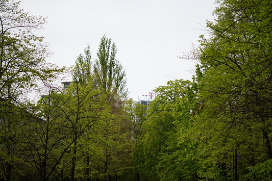 Lush green trees line a path under a grey sky.