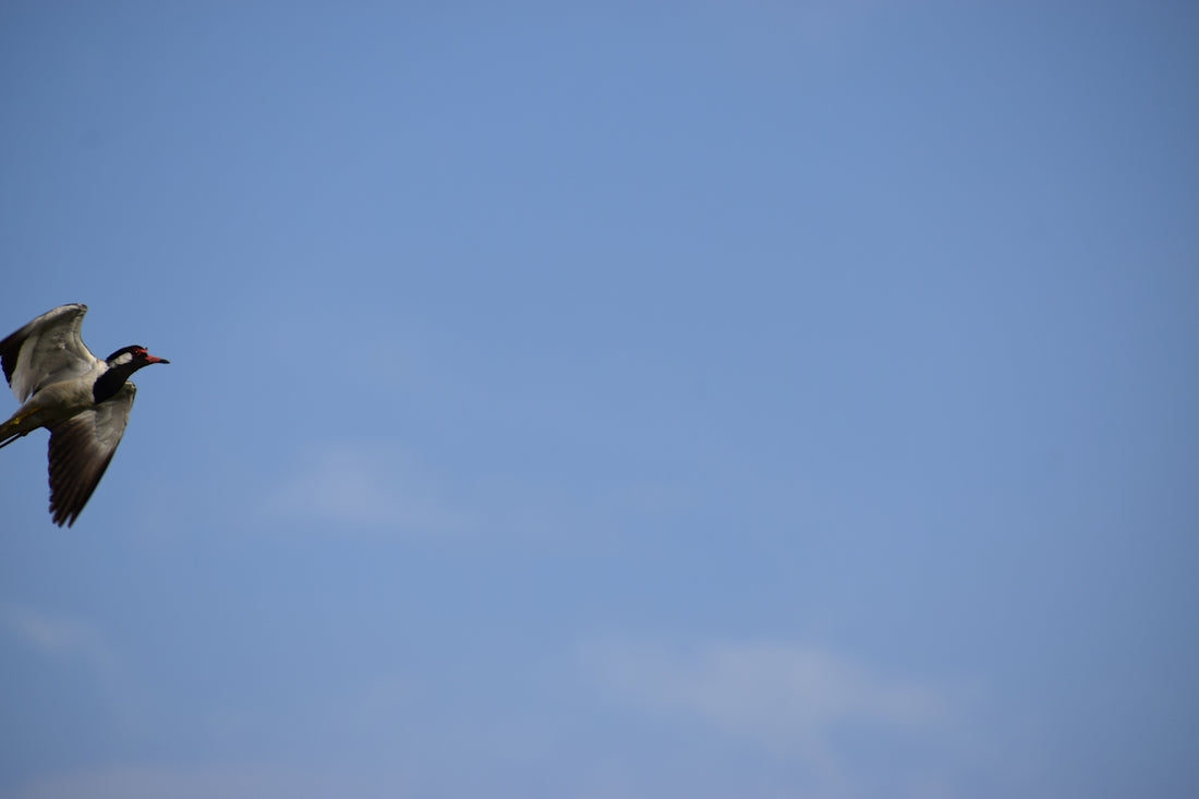 A bird flying in a clear blue sky