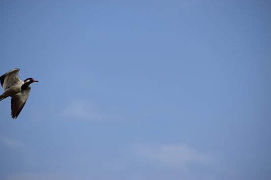 A bird flying in a clear blue sky